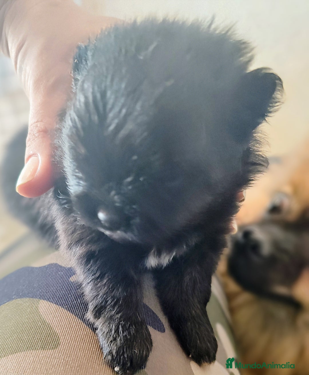 Pomerania perros en venta: Lulú de Pomerania cachorro - Anuncio 4