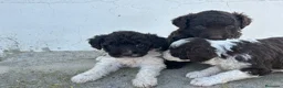 Perro de Agua Español perros en venta: Perros de agua Máxima calidad Espectaculares - Anuncio 13