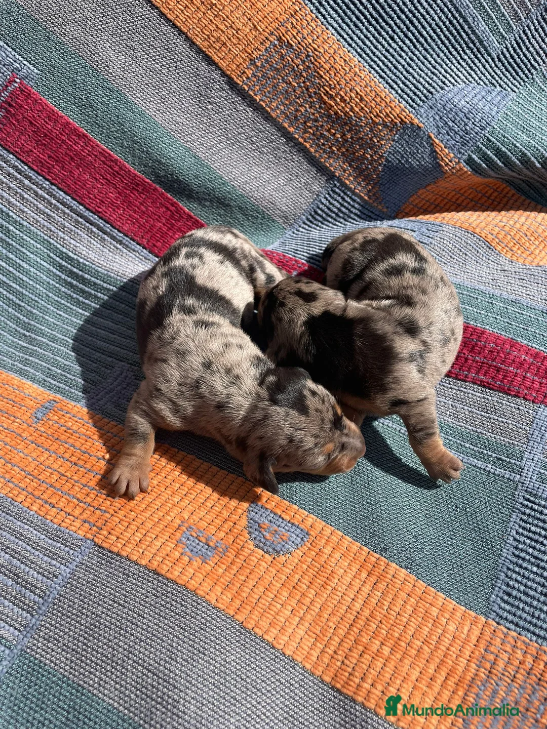 Teckel perros en venta: perro salchicha bebe en Madrid - Anuncio 2