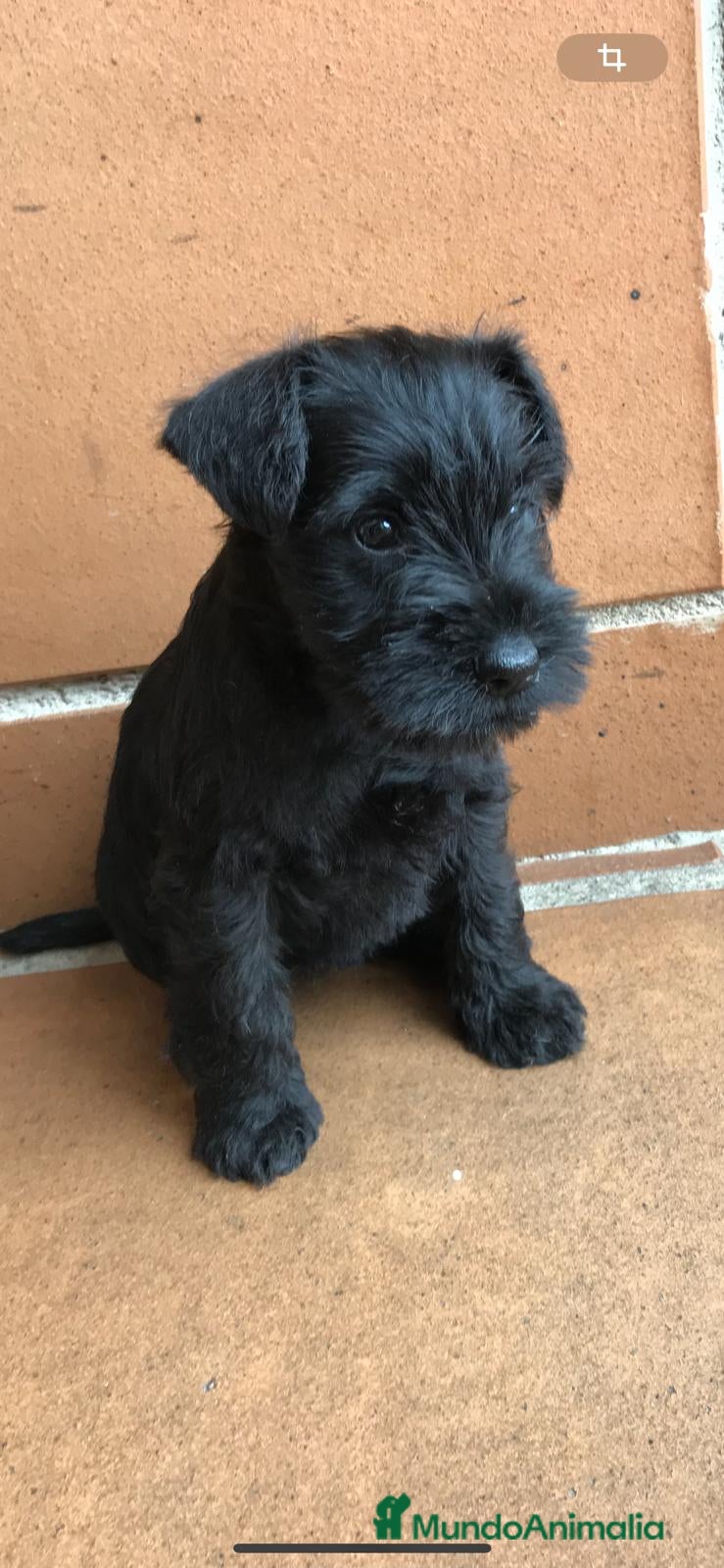 Schnauzer Miniatura perros Schnauzer mini en Cáceres - Anuncio 2