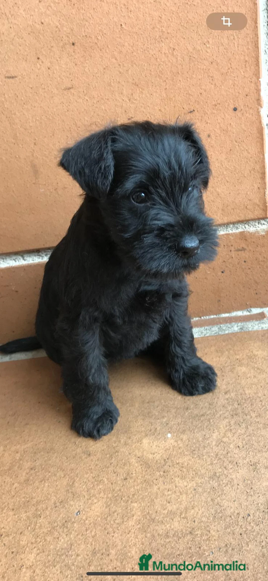 Schnauzer Miniatura perros en venta: Schnauzer mini en Cáceres - Anuncio 2