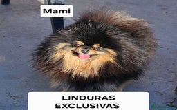 Pomerania perros en venta: ESPECTACULAR POMERANIA MACHO - Imagen 7