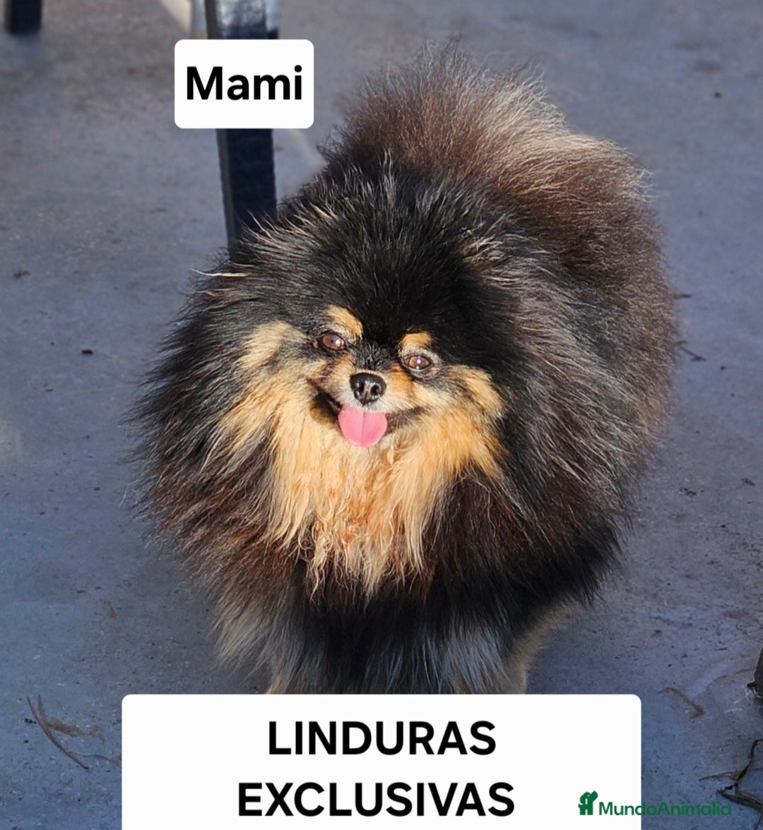 Pomerania perros en venta: ESPECTACULAR POMERANIA MACHO - Imagen 7