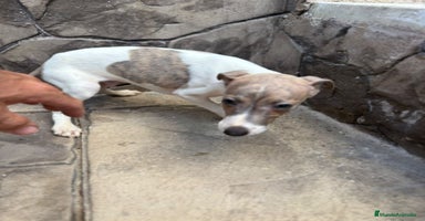 Whippet perros - Anuncio 1