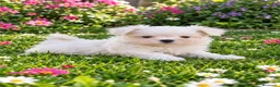 Bichón Maltés perros en venta: Bichón maltés línea americana toy - Anuncio 2
