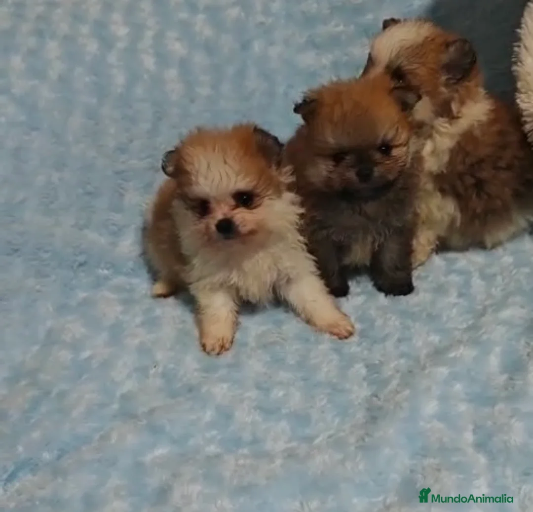 Pomerania perros en venta: POMERANIA - Anuncio 3