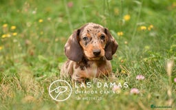 Teckel perros en venta: Teckel 🌭 Pequeños de patas, grandes de alma - Imagen 10