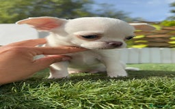 Chihuahua perros en venta: CHIHUAHUA MACHO - Imagen 16