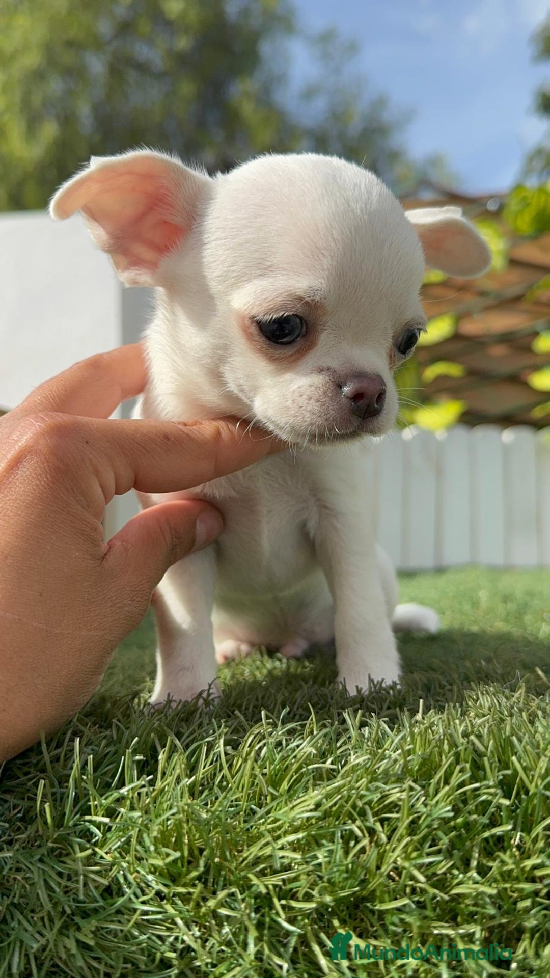 Chihuahua perros en venta: CHIHUAHUA MACHO - Imagen 16