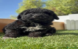 Perro de Agua Español perros en venta: PERRO DE AGUA ESPAÑOL HEMBRA - Imagen 18