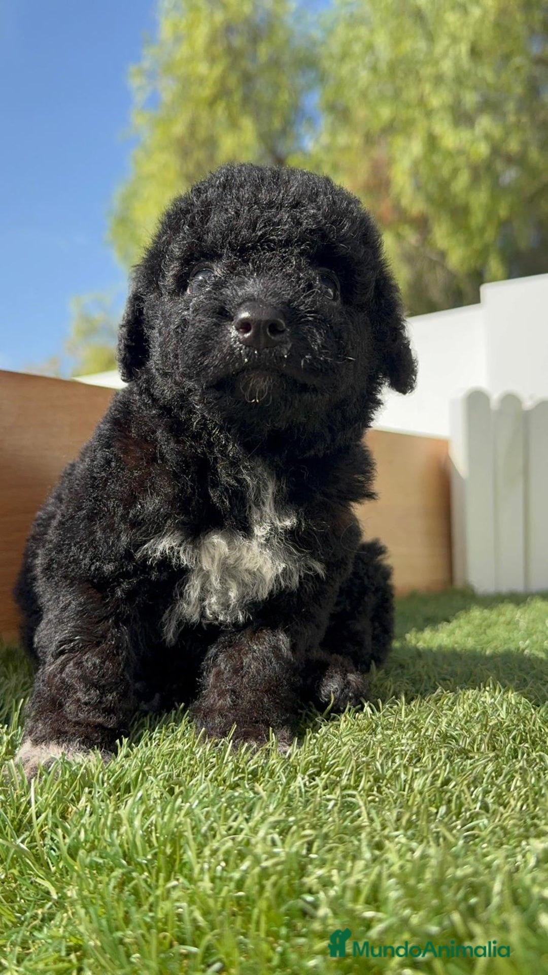 Perro de Agua Español perros en venta: PERRO DE AGUA ESPAÑOL HEMBRA - Imagen 18