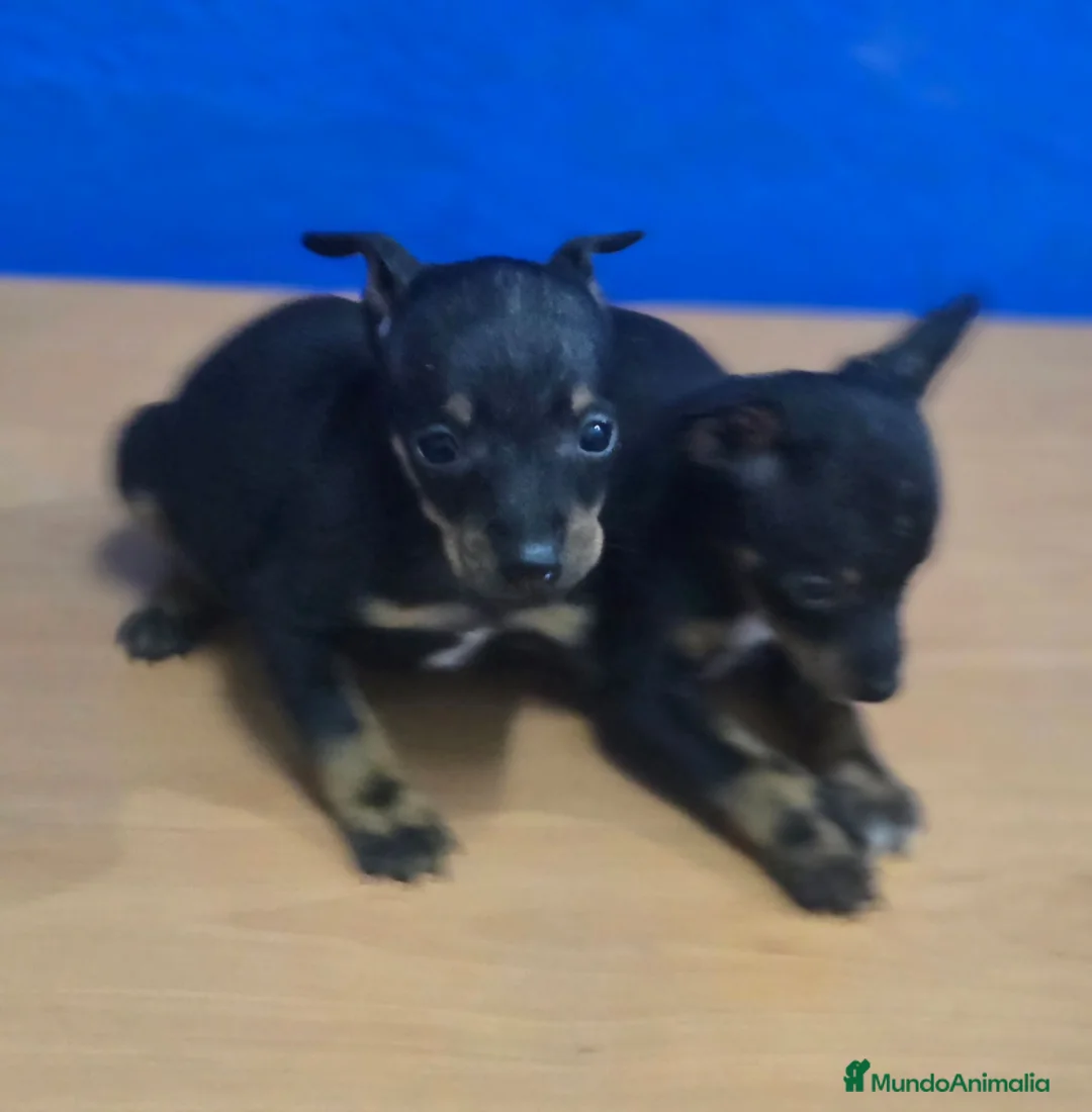 Ratón de Praga perros en venta: Raton de praga pequeños  - Anuncio 2