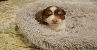 Pastor Australiano perros - Anuncio 7
