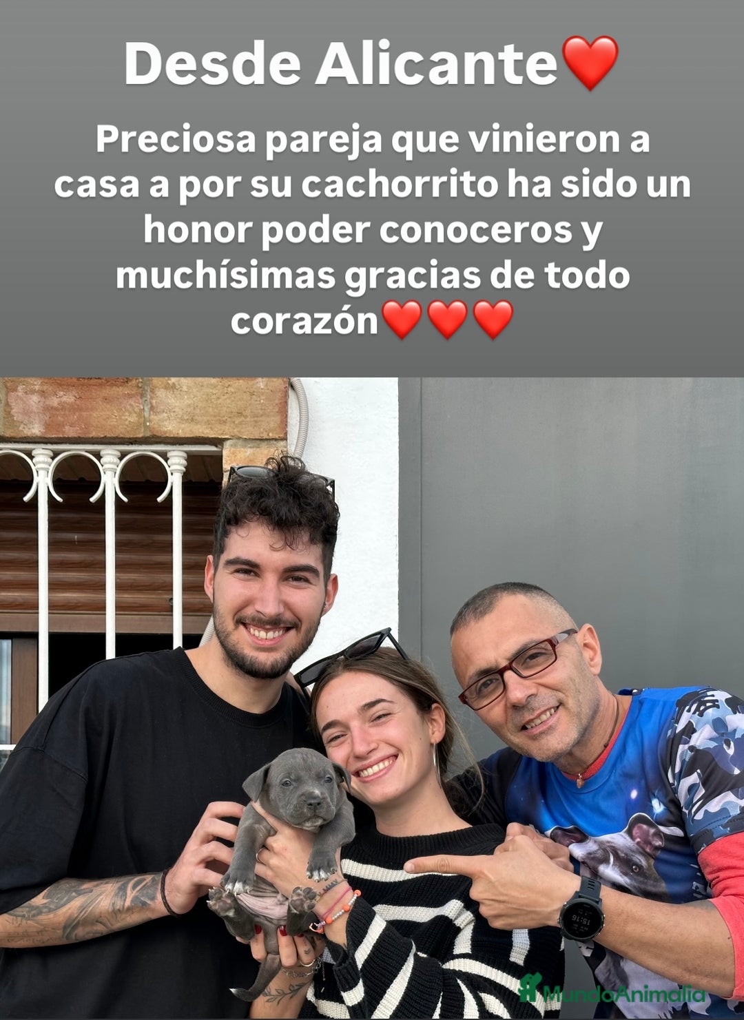 American Staffordshire-Terrier perros en venta: American Stanford, mis pequeños - Imagen 5