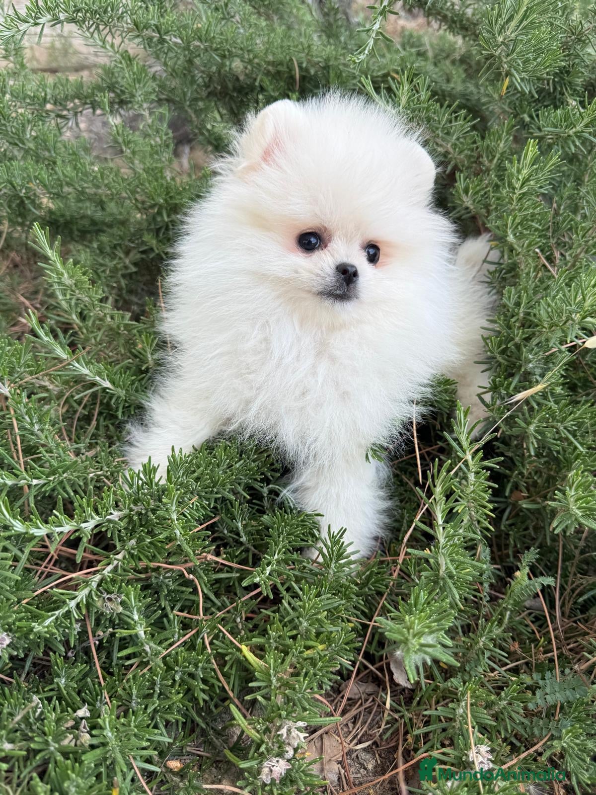 Pomerania perros en venta: Pomerania blanca toy - Anuncio 3