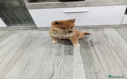Shiba Inu perros en venta: SHIBA INU - Imagen 1