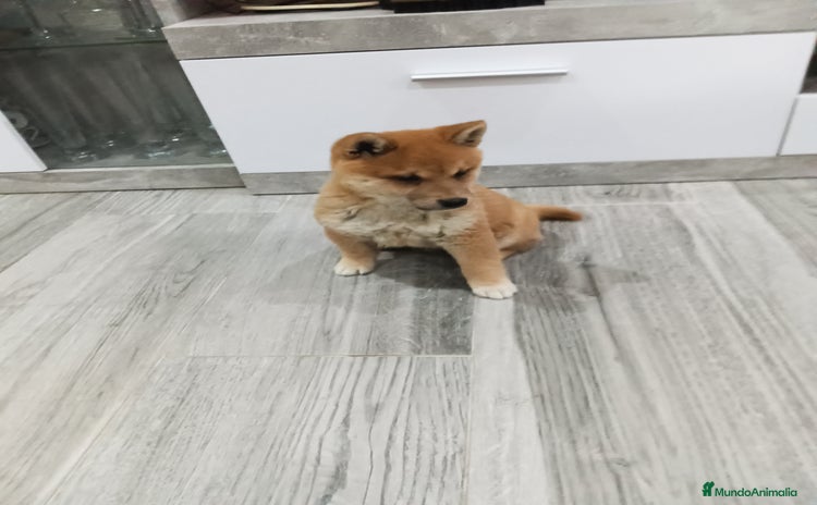 Shiba Inu perros - Anuncio 1