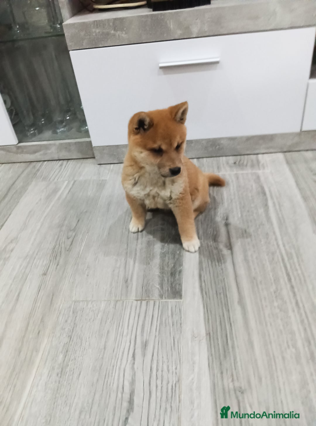 Shiba Inu perros en venta: SHIBA INU - Imagen 1