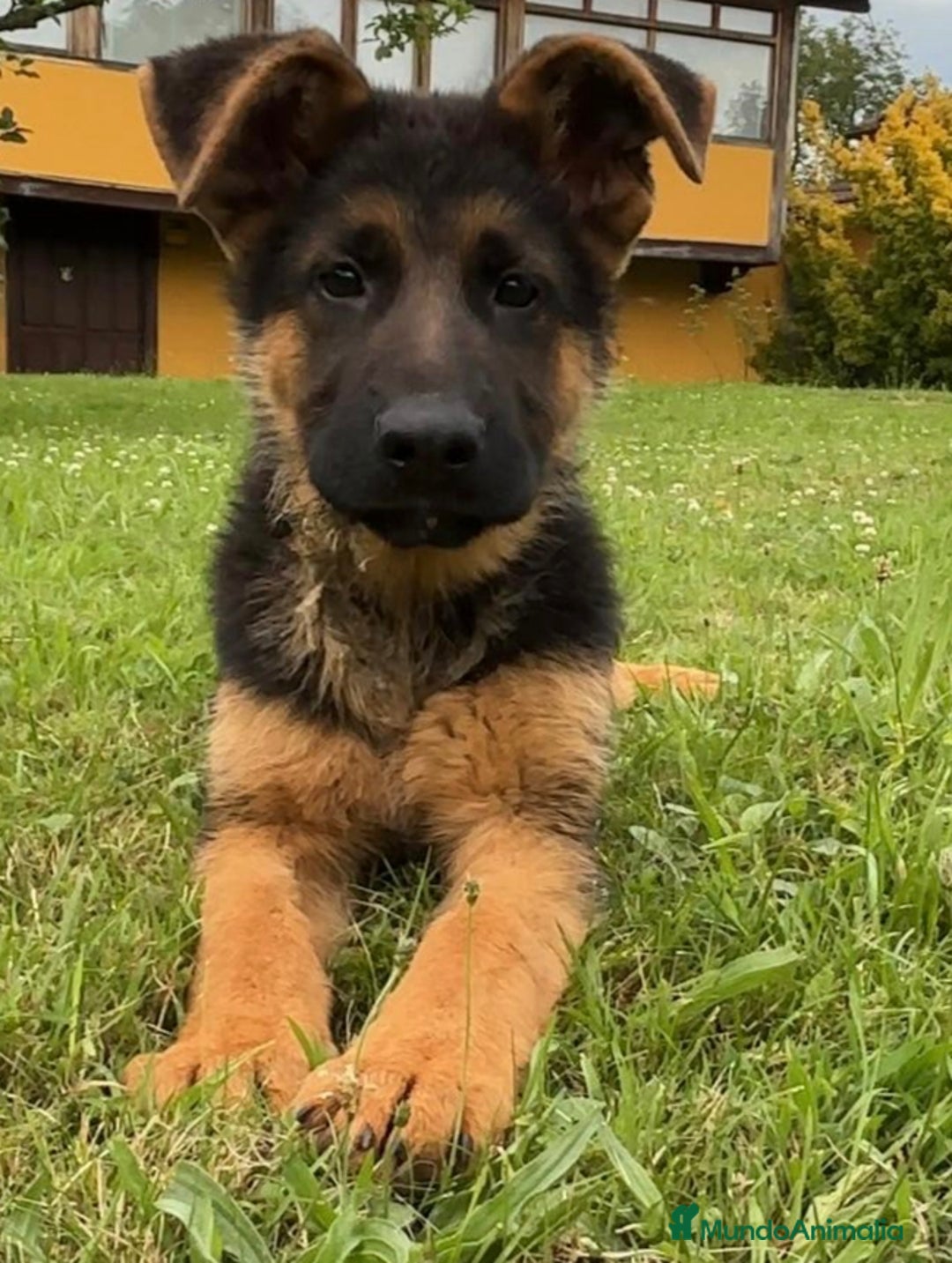 Pastor Alemán perros en venta: Macho pastor Alemán líneas alemanas  - Imagen 6