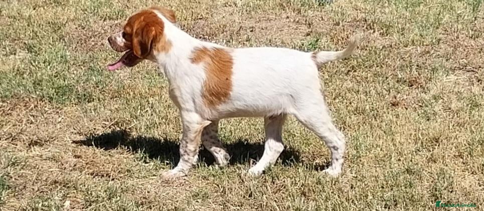 Épagneul Breton perros Epagneul Breton  - Anuncio 1