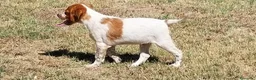 Épagneul Breton perros en venta: Epagneul Breton  - Anuncio 1