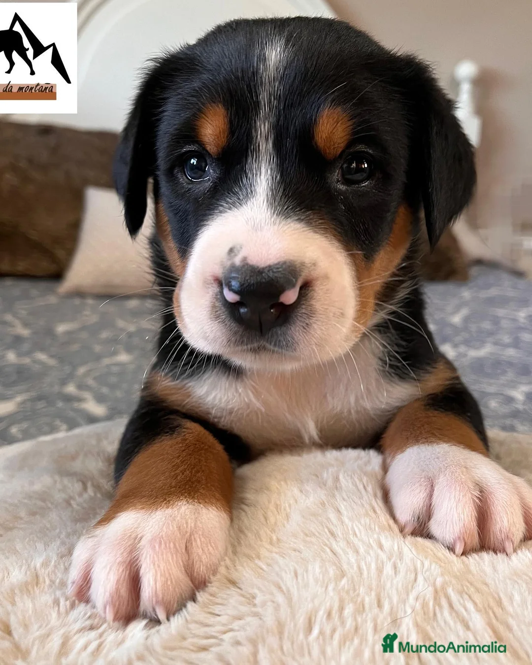 Gran Boyero Suizo perros en venta: Representantes del GRAN BOYERO SUIZO en España - Anuncio 5