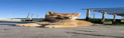 Shiba Inu perros en venta: SHIBA INU  - Anuncio 4
