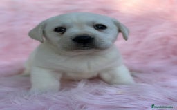 Labrador Retriever perros en venta: Labradora amarillo  - Anuncio 2