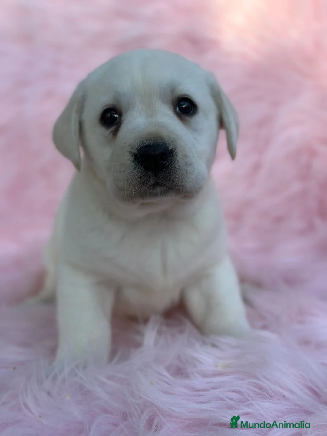 Labrador Retriever perros en venta: Labradora amarillo  - Anuncio 2