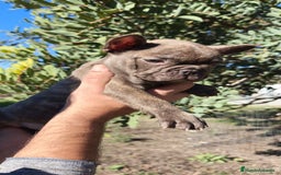 Bulldog Francés perros en venta: Bulldog Francés hembra calidad  - Anuncio 5