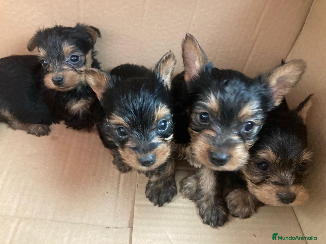 Yorkshire Terrier perros en venta: Dulce cachorrín de Yorkshire Toy - Imagen 2