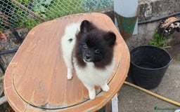 Pomerania perros en venta: Se venden dos femias Lulu de pomerania  - Imagen 4
