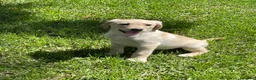 Labrador Retriever perros en venta: Labrador  - Anuncio 2