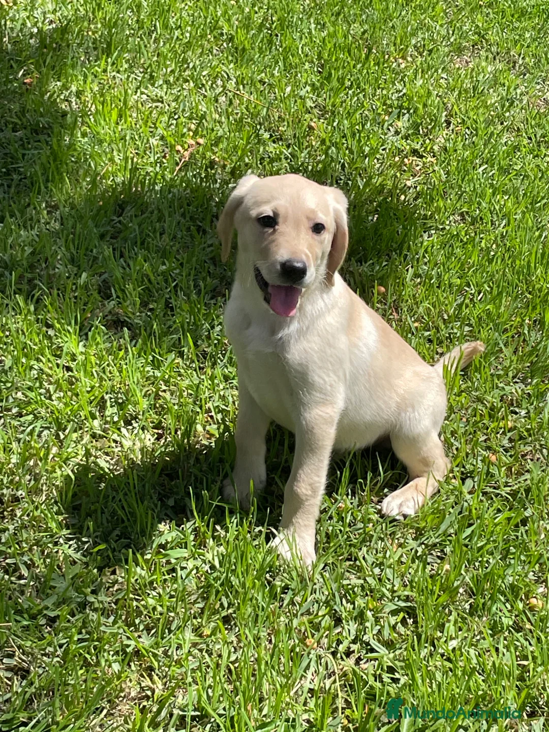 Labrador Retriever perros en venta: Labrador  - Anuncio 2