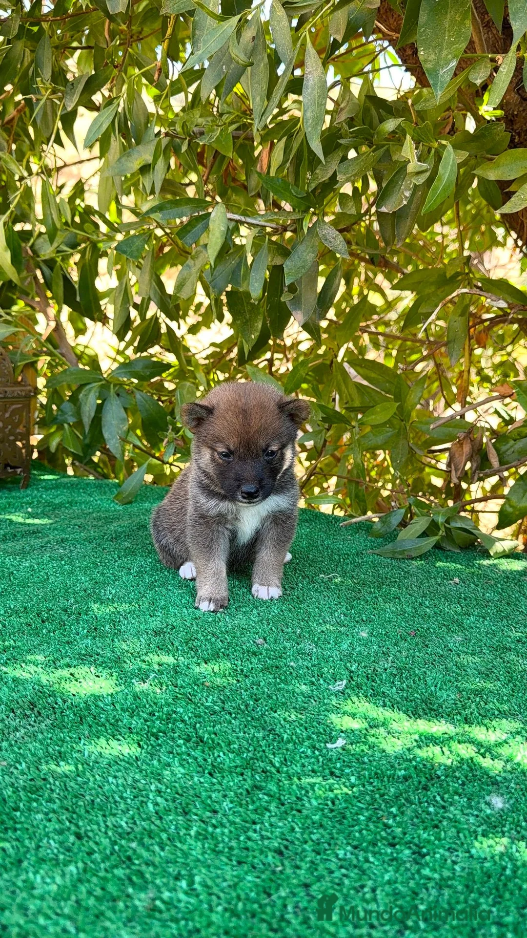 Shiba Inu perros en venta: Shiba Inu bebes preciosos negros y rojos  - Anuncio 6