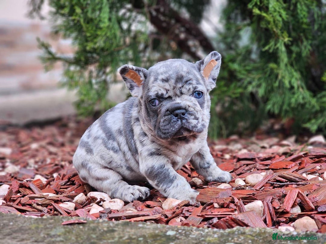 Bulldog Francés perros en venta: ‼️‼️BULLDOG FRANCES EXOTICOS - Anuncio 4