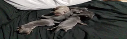 Raza Mixta perros en venta: Chipim azules y lilac - Anuncio 2