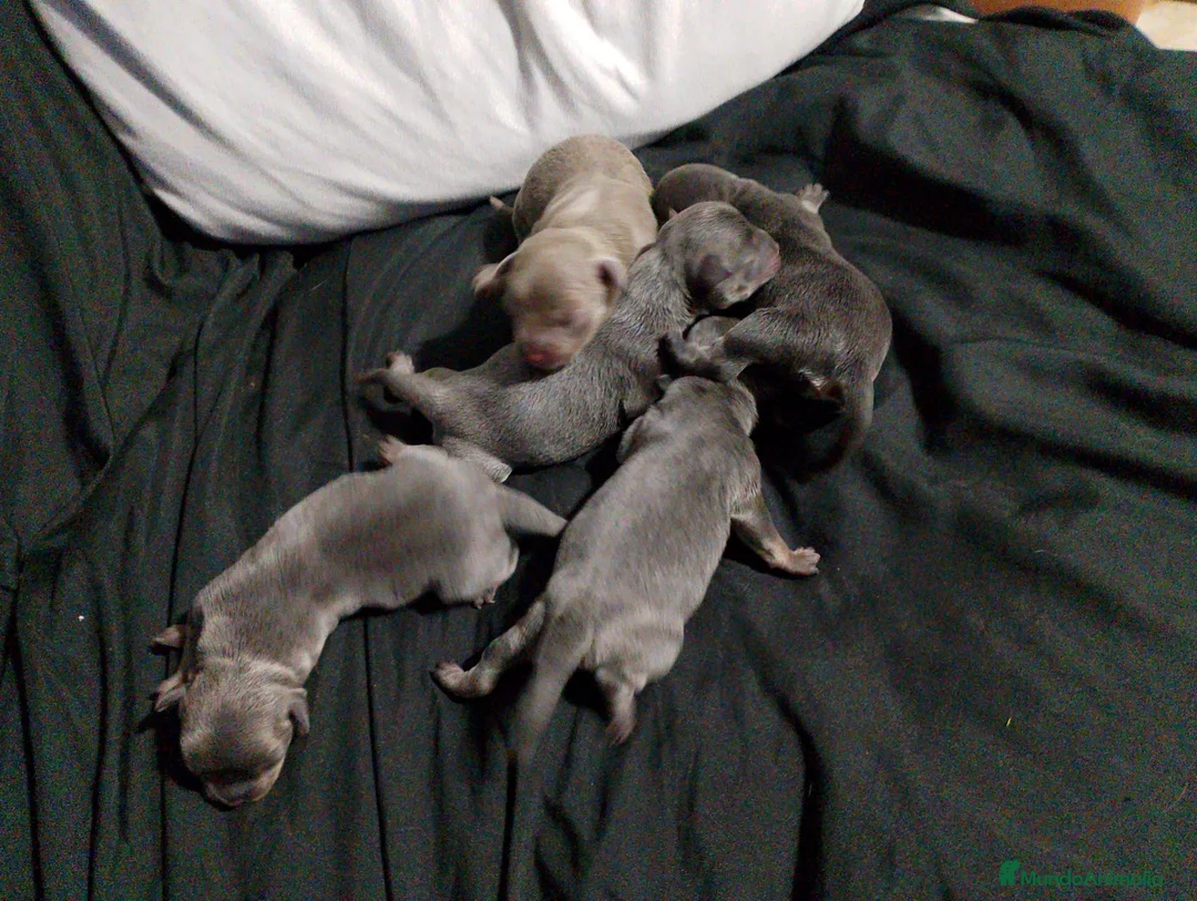 Raza Mixta perros en venta: Chipim azules y lilac - Anuncio 2