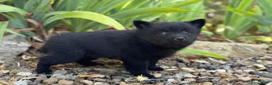 Schipperke Cachorro 4