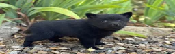 Schipperke perros en venta: Schipperke: unica camada en España 🇪🇸 - Anuncio 6