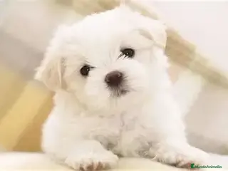 Bichón Maltés perros CACHORRO BICHON MALTES en Madrid - Anuncio 3
