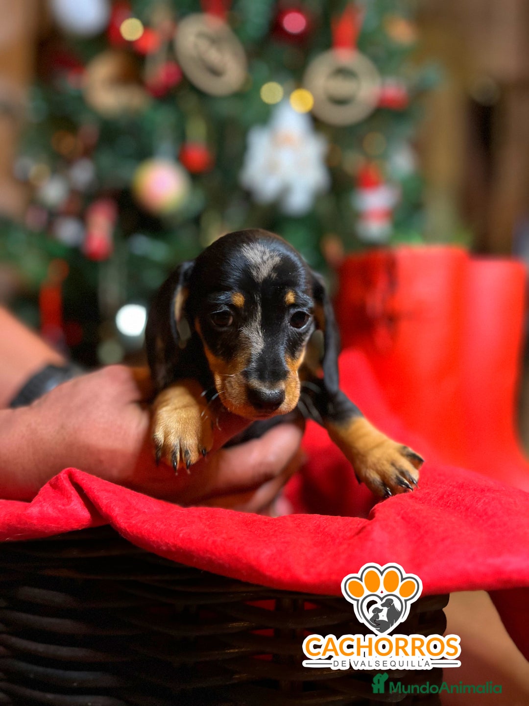 Teckel Miniatura perros en venta: Teckel  - Anuncio 5