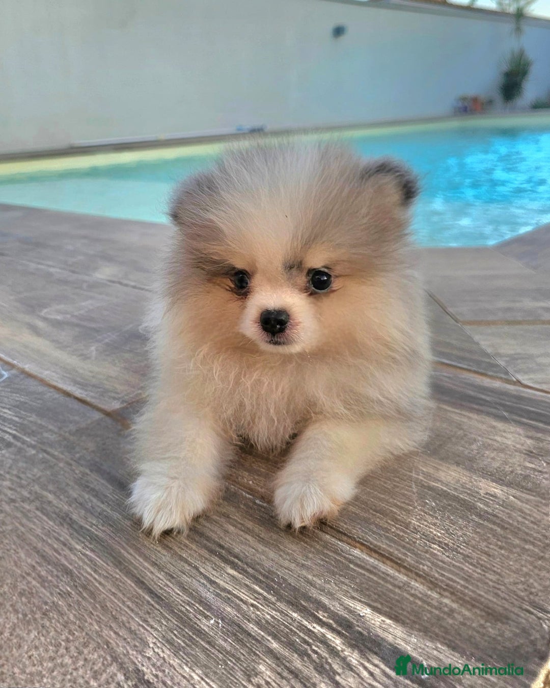 Pomerania perros en venta: POMERANIA MACHO BLUE MERLE - Imagen 3