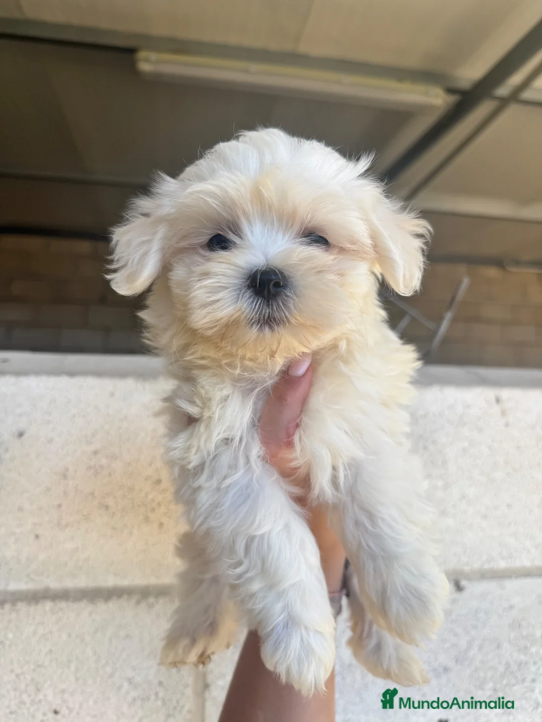 Bichón Maltés perros en venta: CACHORROS DE BICHON MALTES - Anuncio 3