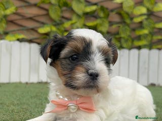 Yorkshire Terrier perros YORSKHIRE BIEWER HEMBRA - Anuncio 8