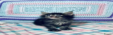 Macho black blotched tabby