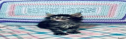 Maine Coon gatos en venta: Black tabby y Blue tabby - Anuncio 9