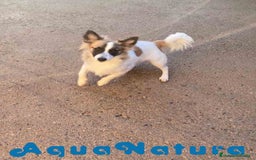 Pomchi perros en venta: Pomchi Macho de Japi y Manchitas 1750 AQUANATURA - Imagen 7
