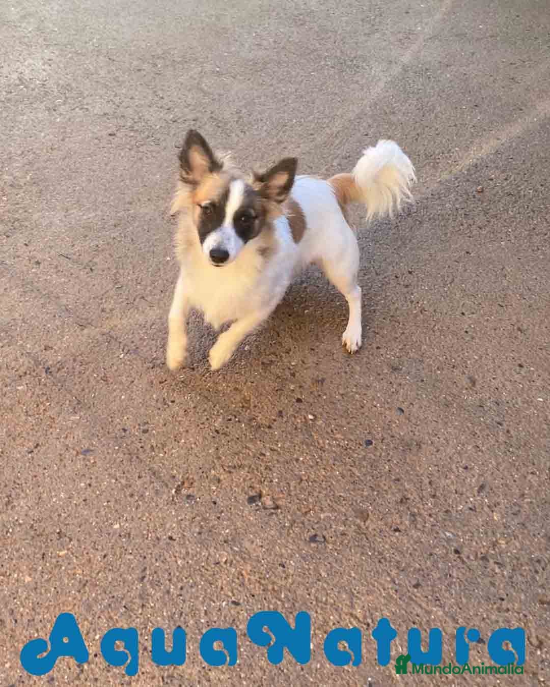 Pomchi perros en venta: Pomchi Macho de Japi y Manchitas 1750 AQUANATURA - Imagen 7