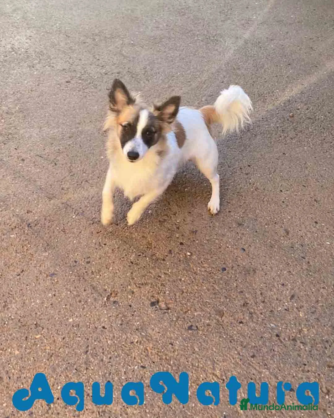 Pomchi perros en venta: Pomchi Macho de Japi y Manchitas 1750 AQUANATURA - Anuncio 7